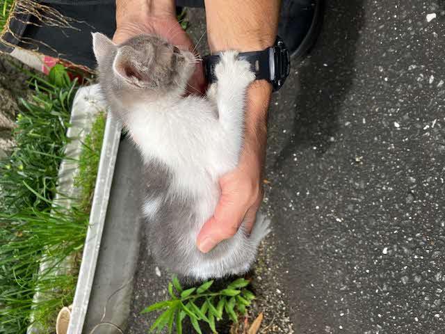 背中の毛の色が見える写真
