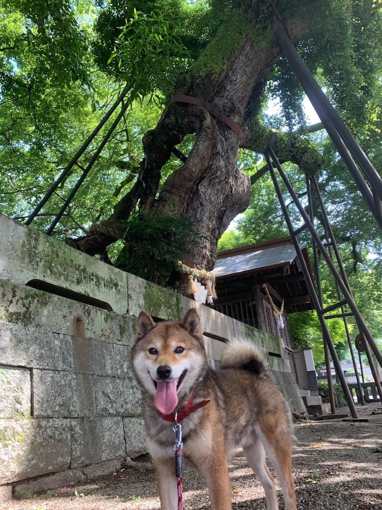 譲渡 返還情報 詳細 譲渡 返還情報 熊本県動物愛護ホームページ