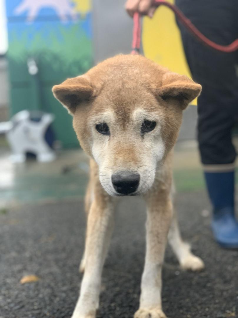 譲渡 返還情報 詳細 譲渡 返還情報 熊本県動物愛護ホームページ