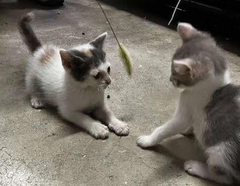 まだまだ掌に乗るサイズ感がわかる写真