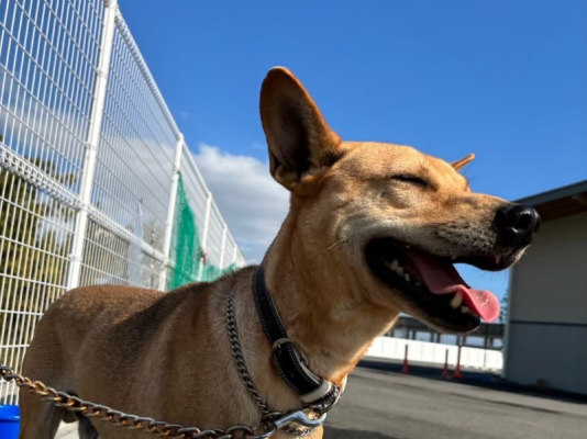 写真:犬